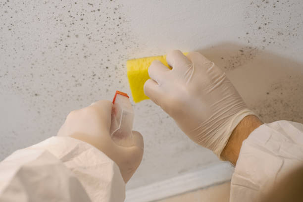 Best Biohazard Mold Removal  in USA